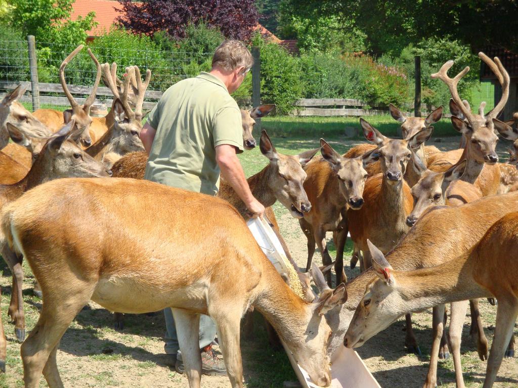 شقة Giglerhof باد بيرنباخ الغرفة الصورة